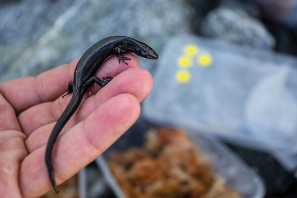 188_Skinks_02