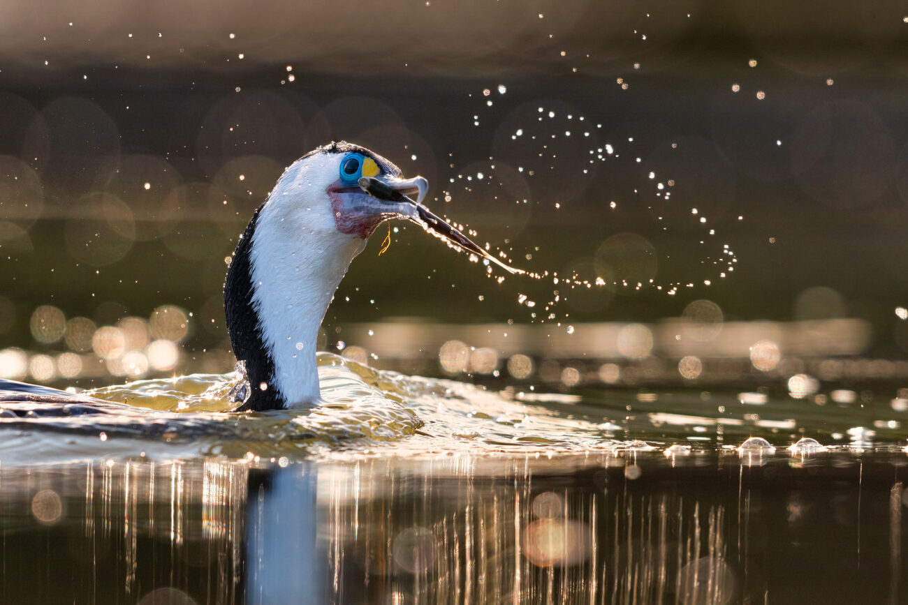nzgeopoty_jonathanharrod_wildlife