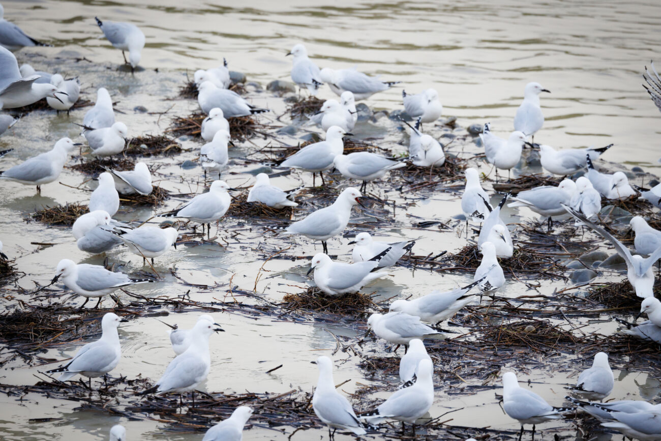black-billed-gull