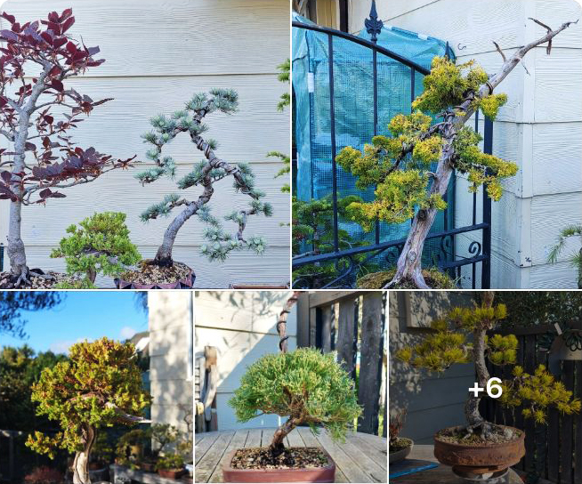 bonsai
