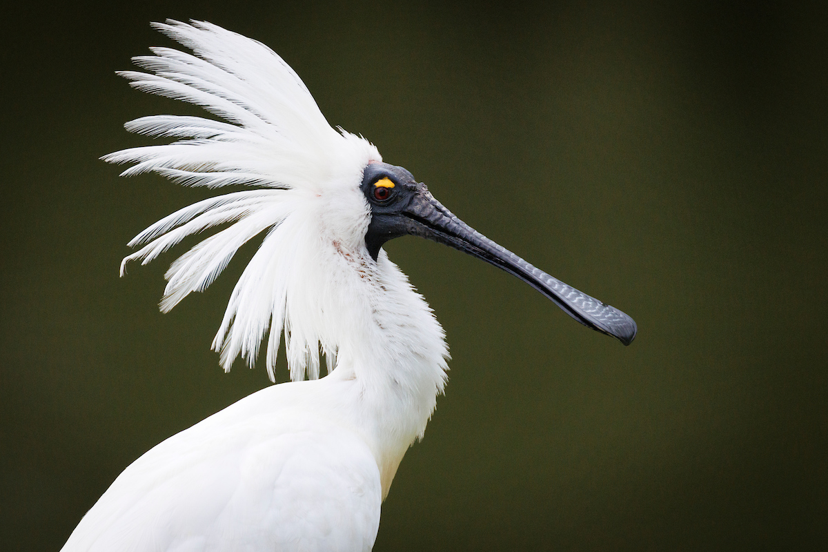 royal-spoonbill
