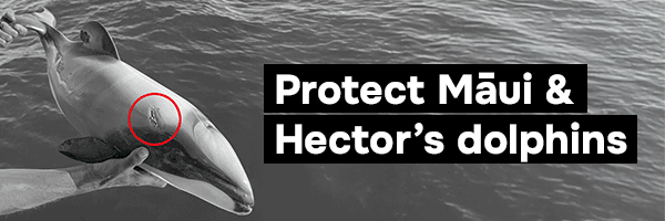 newsletter-dd-boatstrike-01