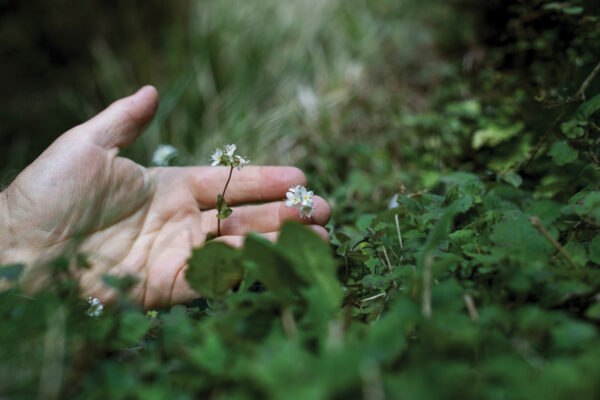 200_Forget_Me_Not_03