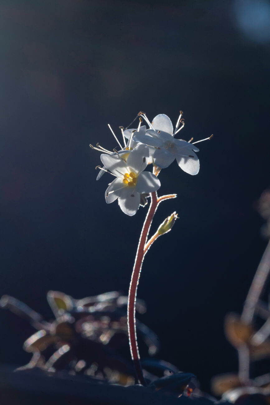 200_Forget_Me_Not_04