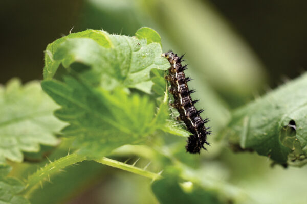 200_Red_Admiral_02