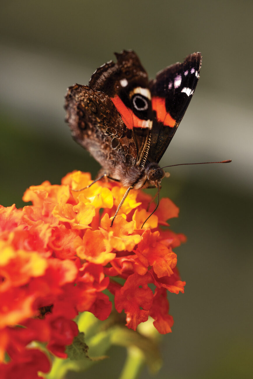 200_Red_Admiral_08